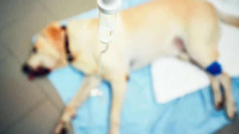 Could pharma’s blockbuster immunotherapies work in dogs news image